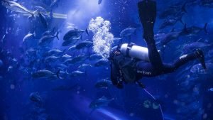 Dubai Aquarium & Underwater Zoo 3